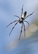 Nephila Spinne Madagaskar