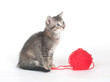 Tabby kitten and yarn