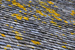 Lichens on a slate roof Lichens on a slate roof
