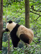 Panda géant