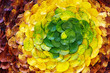autumn leaf spiral autumn leaf spiral