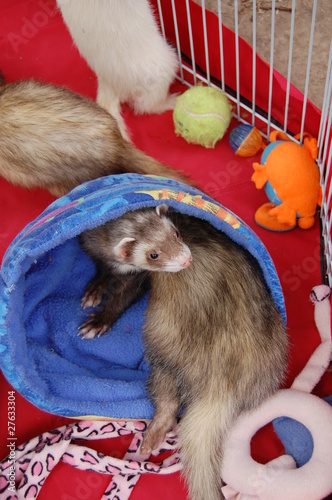 Photo: Ferret Fan Fair Ferret Fan Fair