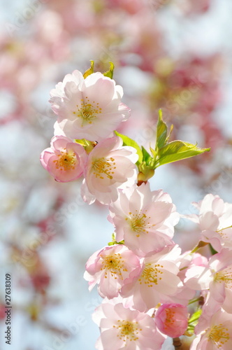 Photo: Mandelblüte Mandelblüte