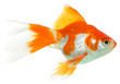 gold fish isolated on white gold fish isolated on white