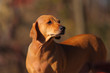 brown dog