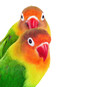 Pair of lovebirds