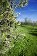 Olive Tree Branch and Olives Field