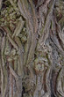 Wooden texture