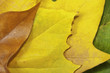Hojas otoñales