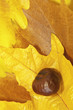 Hojas otoñales