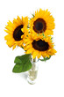 sunflowers isolated