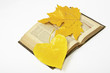 Hojas y libros