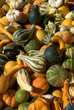 Coloquintes, Curcubitacées
