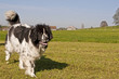 Neufundländer
