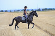 Foto: Dressurreiten im freien Feld Dressurreiten im freien Feld