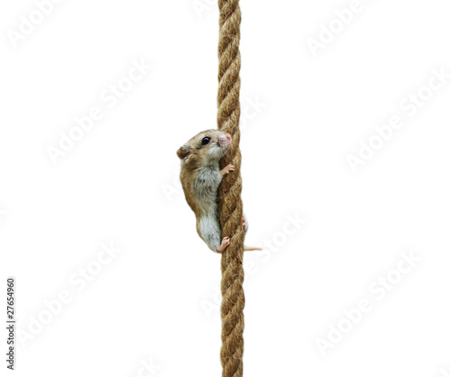 Foto: Climbing hamster Climbing hamster