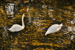 Couple of swans in a pond with yellow leaves search for a feed Couple of swans in a pond with yellow leaves search for a feed
