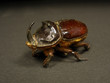 rhinoceros beetle