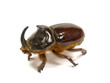 rhinoceros beetle