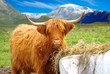 Yak on the background of the picturesque mountain landscape. Yak on the background of the picturesque mountain landscape.