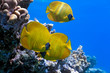 Shoal of butterfly fish on the reef