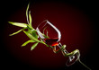 glass with wine and bamboo glass with wine and bamboo