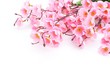 Pink plum blossom