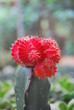 Cactus Flower Plant Cactus Flower Plant