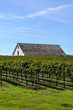 Photo: Vineyard with Old Barn Vineyard with Old Barn