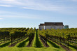 Photo: Vineyard with Old Barn Vineyard with Old Barn