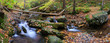 creek panorama with tree branches in forest