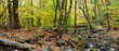Autumn forest panorama