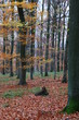Herbstwald