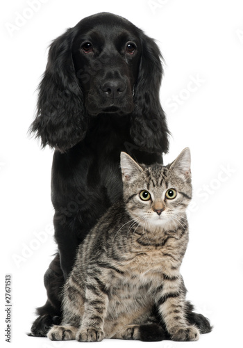 Photo: Cocker Spaniel and European Cat, 5 and 4 years old, sitting Cocker Spaniel and European Cat, 5 and 4 years old, sitting