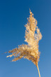 Inflorescence reed