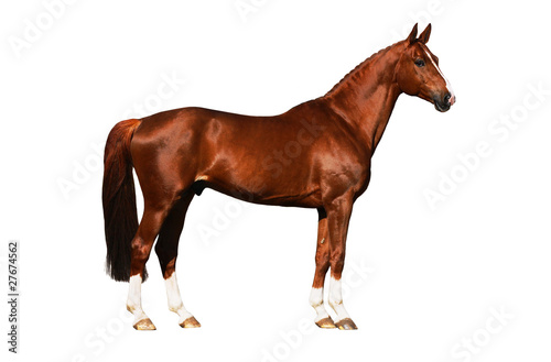 Photo: Horse exterior isolated Horse exterior isolated