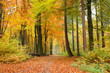 Waldweg im Herbst