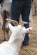 Ziege im Gehege im Zoo