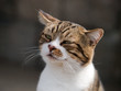 猫の微笑