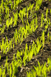 Grain seedling growing, agriculture