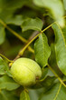 Foto: Walnut On A Tree Walnut On A Tree