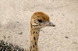 Photo: Cute Baby Ostrich Cute Baby Ostrich