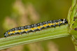 Depressaria daucella