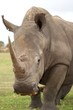 White Rhinoceros White Rhinoceros