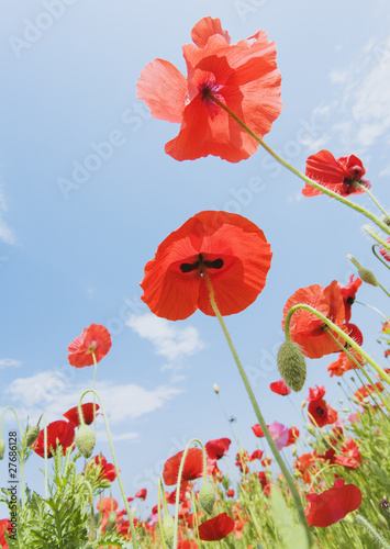 Foto: flower flower