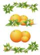 Oranges - branche d'oranger