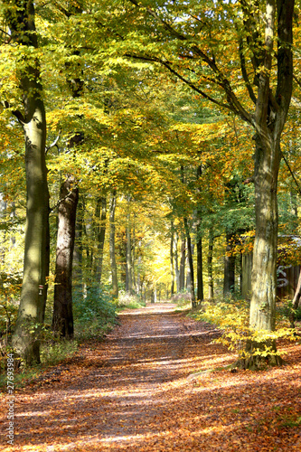 Foto: Wald Stimmung im Herbst Wald Stimmung im Herbst