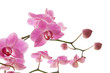 abundant flowering of pink stripy phalaenopsis orchid i abundant flowering of pink stripy phalaenopsis orchid i