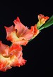 the orange gladiolas detail on a black background the orange gladiolas detail on a black background