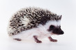 Cute hedgehog